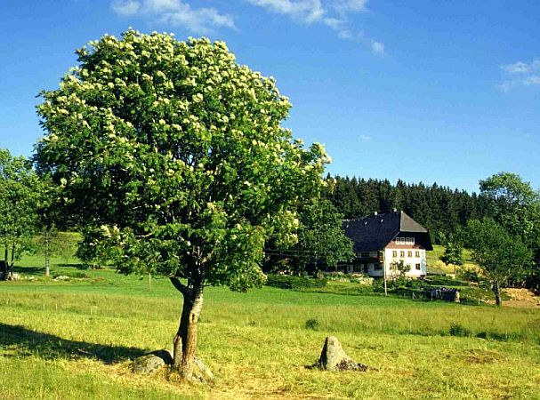 Bild Schönwald im Schwarzwald