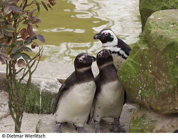 Bild Münster (Westfalen)